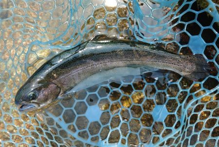 イトウが釣れた！ ～フィッシングパーク高島の泉～